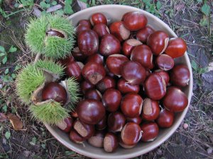 Chestnuts