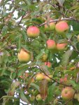 applesintree