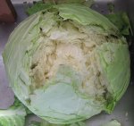 Head of Cabbage