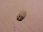 Chestnut in Cardboard