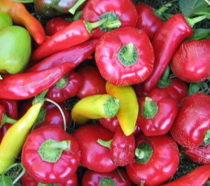 freshpeppers