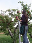 heliintree