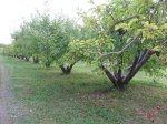 rowoftrees