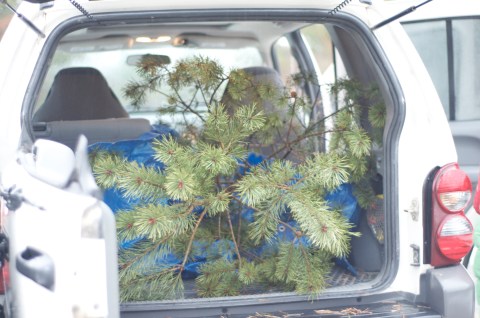 Tree in Car