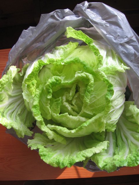 Napa Cabbage